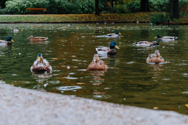 Ducks swimming in the river. Selective focus