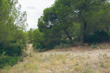 Glade İspanyol ormandaki