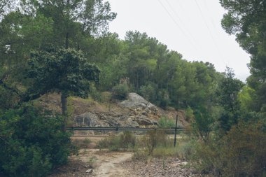 bir orman İspanya ülkede yol