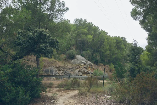 bir orman İspanya ülkede yol