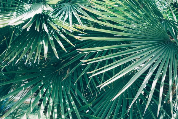 vintage colored picture of green palm plants