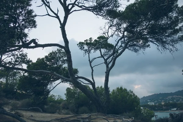 Árvore gigante com uma praia no fundo — Fotografia de Stock