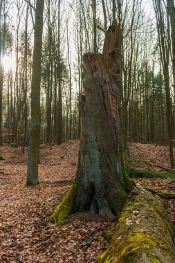 Bir ormandaki yaşlı ağaç kütüğü çürüyen kesilmiş