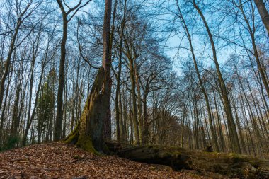 Çıplak ağaçlar ile orman