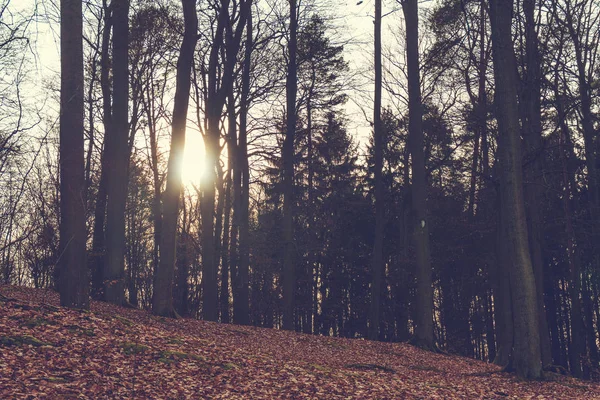 가 숲에서 나무를 통해 빛나는 태양 — 스톡 사진