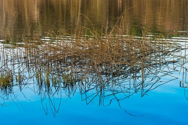 Plątanina grzywny stroiki w spokojnym jeziorze — Zdjęcie stockowe