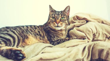 soyulmuş bir kedi yatağında yatıyor