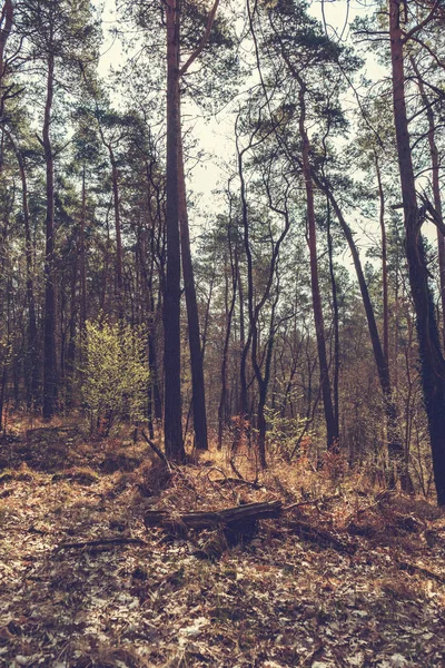 Alto ángulo con formato de imagen de bosque en primavera — Foto de Stock