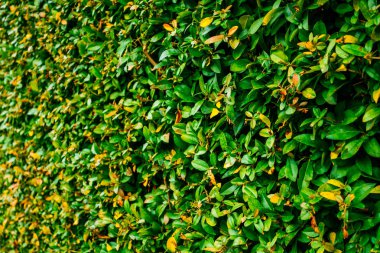 Sonbaharda portakal yapraklı yeşil çalı