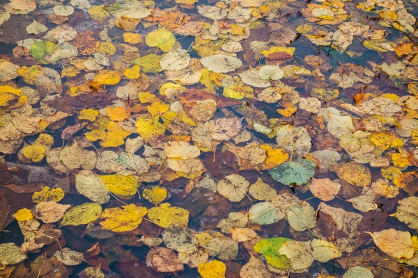 水たまりの中の紅葉 — ストック写真