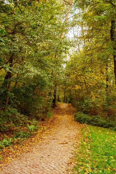 Sonbaharda ormanda ayak izleri var.