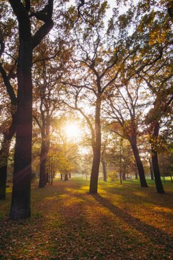 Sonbaharda sıcacık güneş ışığı olan güzel ağaçlar