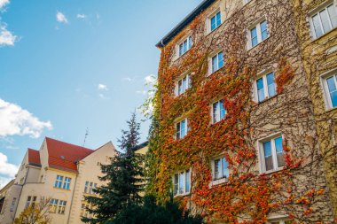 Sonbaharda sarmaşık sıralı bina