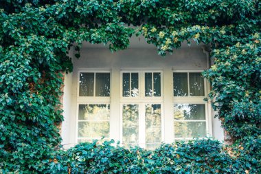 Sarmaşık sıralı yeşil balkon