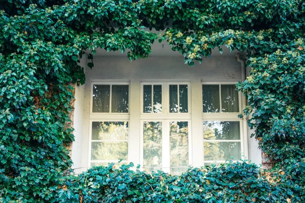 Sarmaşık sıralı yeşil balkon