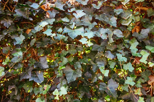 Hera Verde Laranja Folhas Textura — Fotografia de Stock