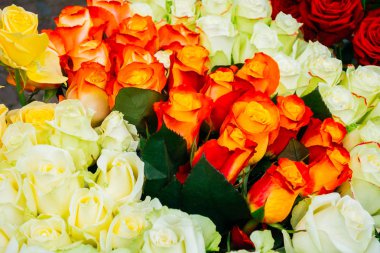 beautiful roses in boxes