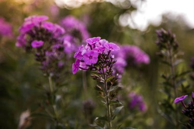   güzel leylak kır çiçekleri