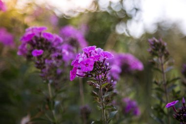   güzel leylak kır çiçekleri