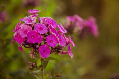   güzel leylak kır çiçekleri