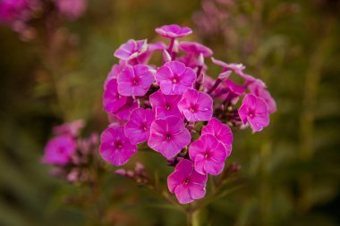  güzel leylak kır çiçekleri