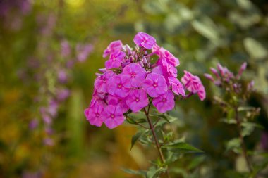   güzel leylak kır çiçekleri