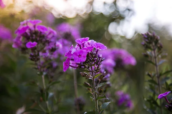   güzel leylak kır çiçekleri