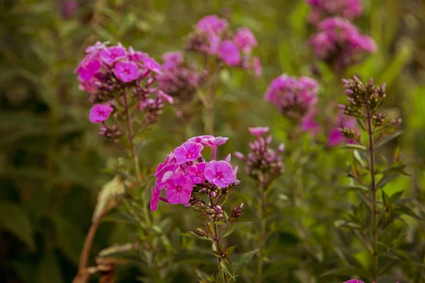   güzel leylak kır çiçekleri