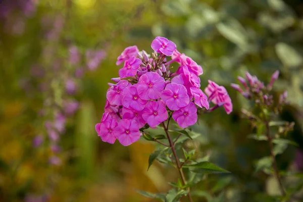   güzel leylak kır çiçekleri