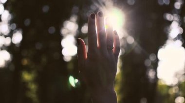 Ağaçların arasından güneş ışınlarının