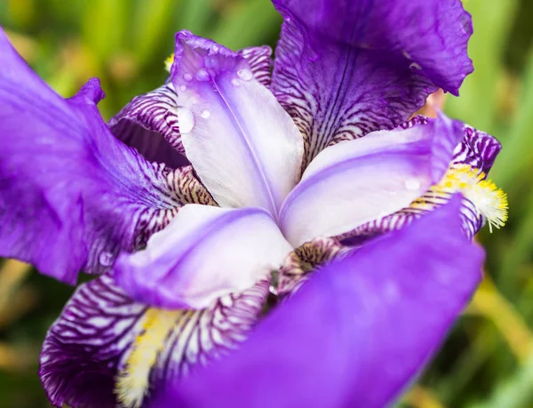 Mor ve beyaz çiçek.