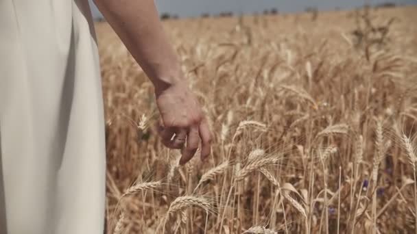 Buğday alanda, dolly atış yürüyen kadının el close-up. Ağır çekim 100 fps. İyi hasat kavramı. — Stok video