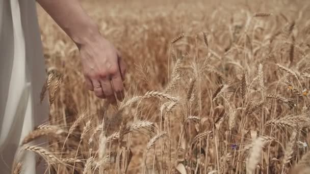 Primo piano delle donne mano che camminano attraverso il campo di grano, dolly shot. Rallentatore 100 fps. Buon concetto di raccolto . — Video Stock