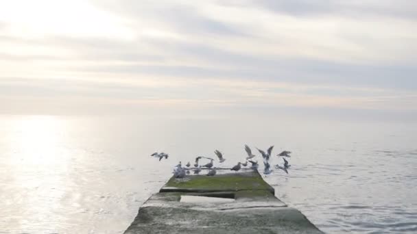 Rebanho de gaivotas sentado e voar para longe do cais no mar — Vídeo de Stock