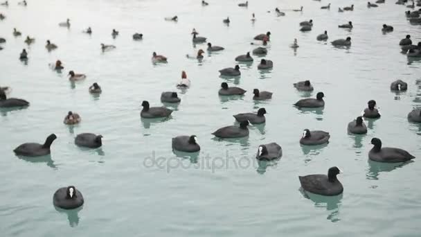 Blässhuhn fulica atra schwimmt im schwarzen Meer — Stockvideo