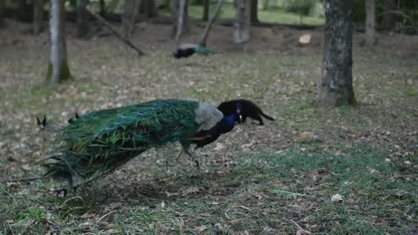 Pavões no parque da cidade e procure comida — Vídeo de Stock