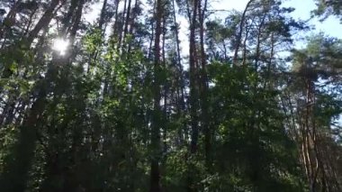 Çam ağaçlarının arasından güneş doğuyor