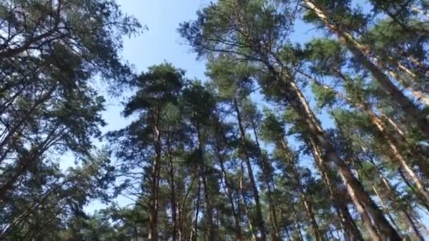 Moving through pine trees forest — Stock Video