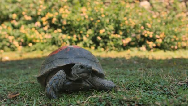 Closeup of turtle feeding on grass — Stock Video