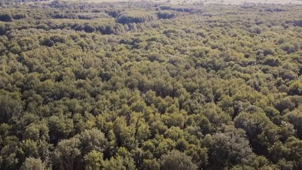 Aerial View. Flying over the beautiful green forest trees. Aerial camera shot. Landscape panorama. — Stock Video