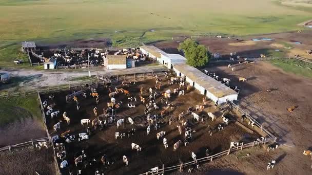 Cowshed ahır inekleri dolu. 4 k hava dron vurdu — Stok video
