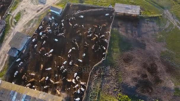 Um celeiro com montes de vacas. Drone aéreo tiro 4K — Vídeo de Stock