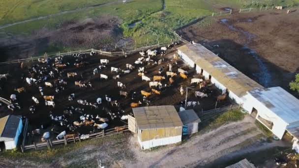 Een stal schuur met veel koeien. Luchtfoto drone schoot van 4k — Stockvideo