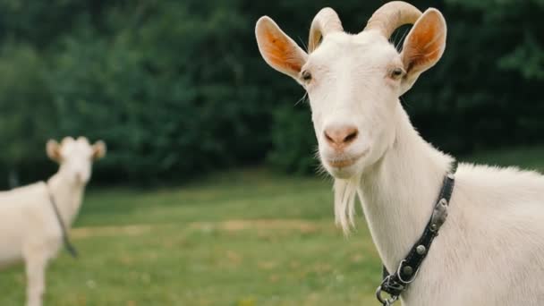 Una cabra blanca doméstica de pie en la granja y comiendo — Vídeo de stock