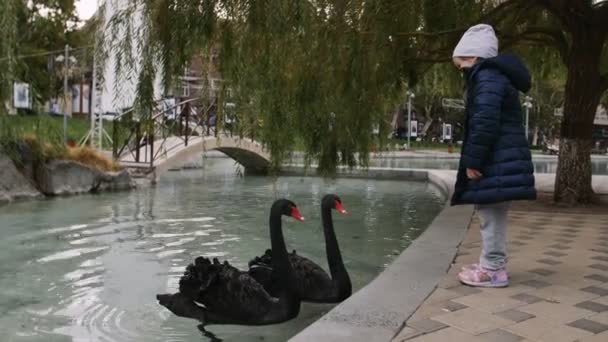 Niño y pareja de cisnes negros nadando en un estanque tranquilo en el parque — Vídeo de stock