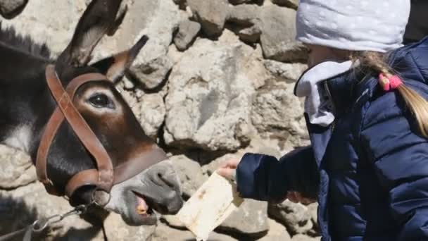 Little girl feeding a donkey. — Stock Video