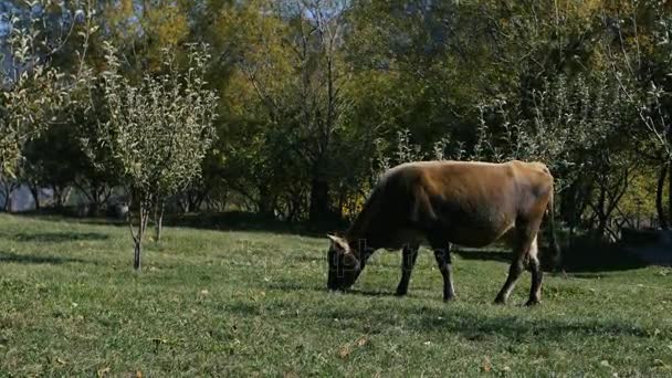 Vaca leiteira comer grama verde fresca — Vídeo de Stock