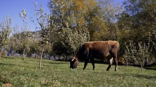 Melkkoe, fris groen gras eten — Stockvideo