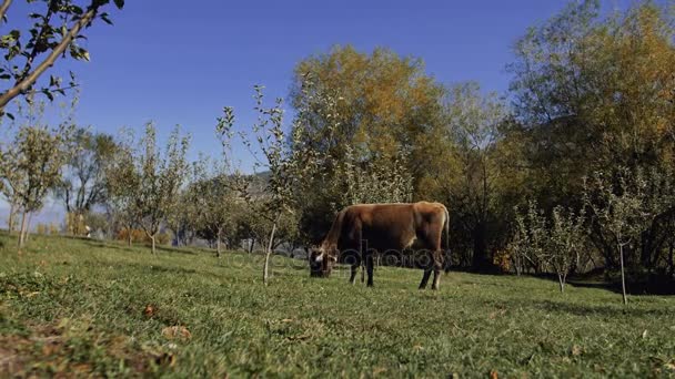 Vache laitière manger de l'herbe verte fraîche — Video