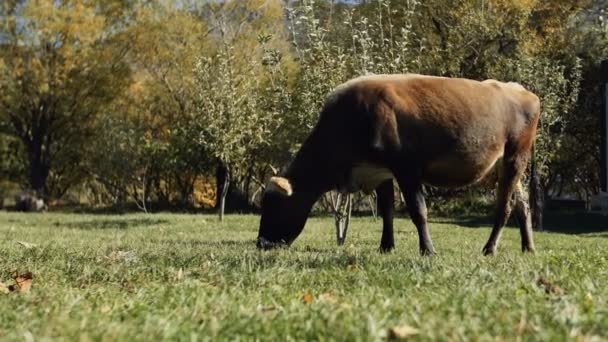 Melkkoe, fris groen gras eten — Stockvideo